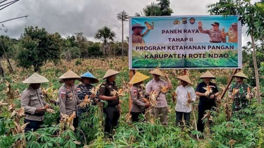 Panen Raya Jagung di Desa Limakoli Berjalan Sukses